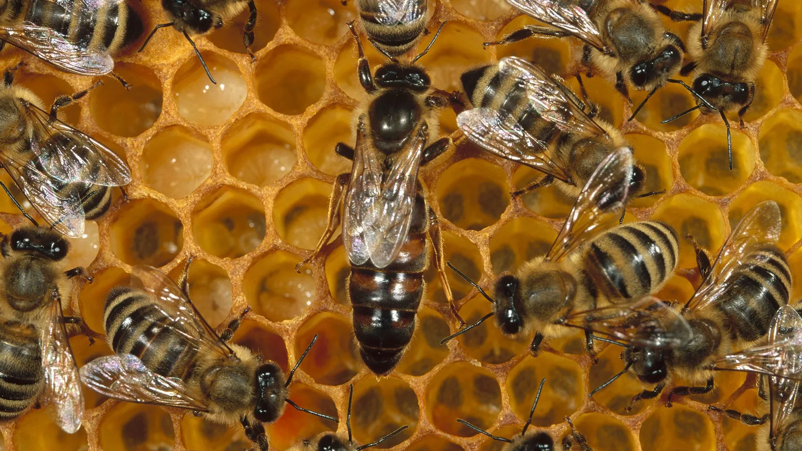 abejas