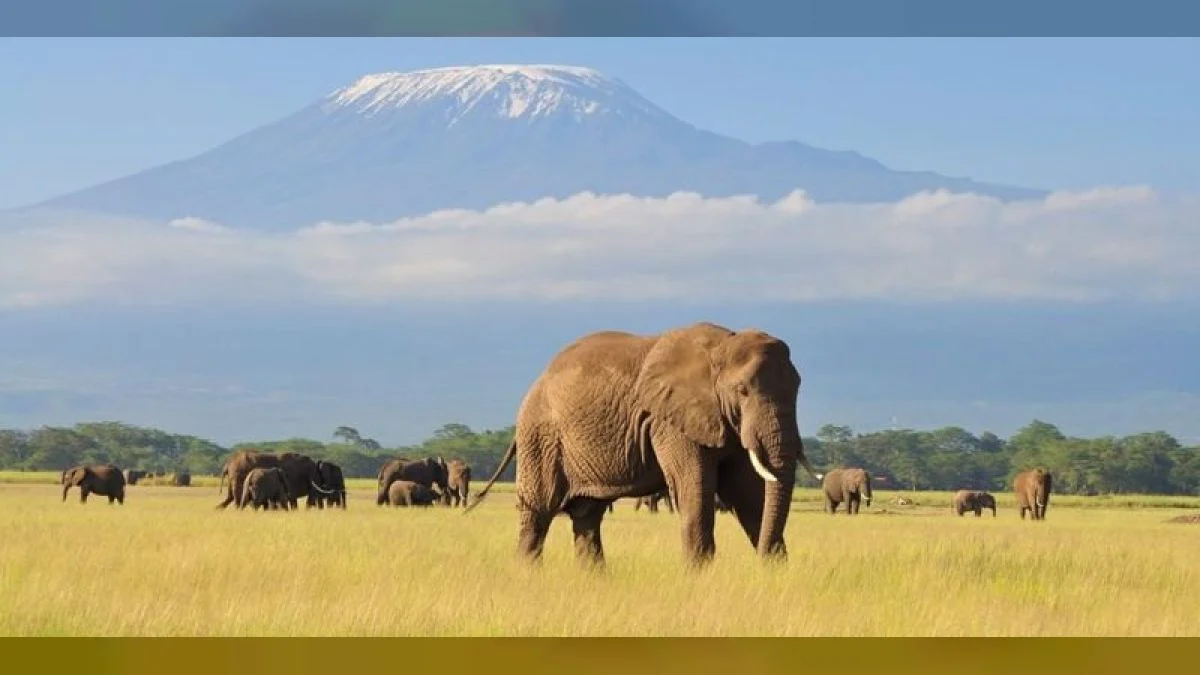 africano