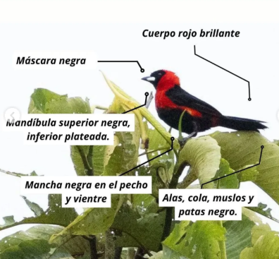 Amazonas