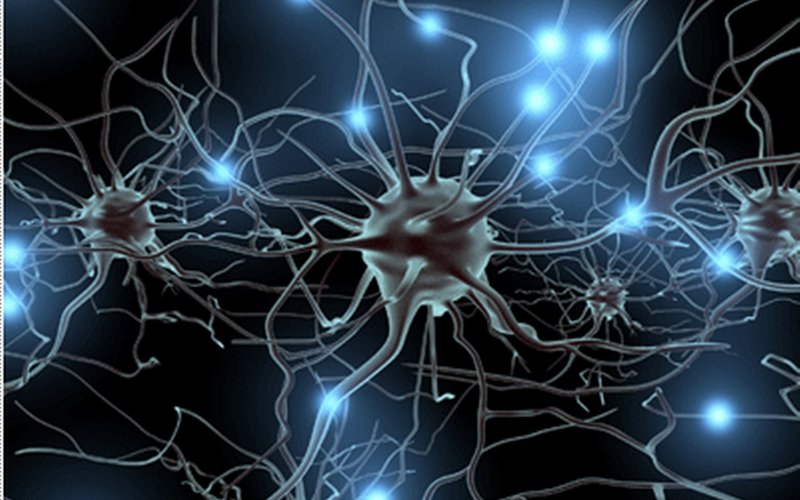 neuronas