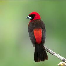 Amazonas