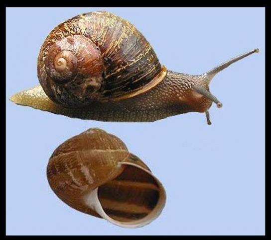 caracol