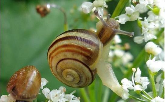 caracol