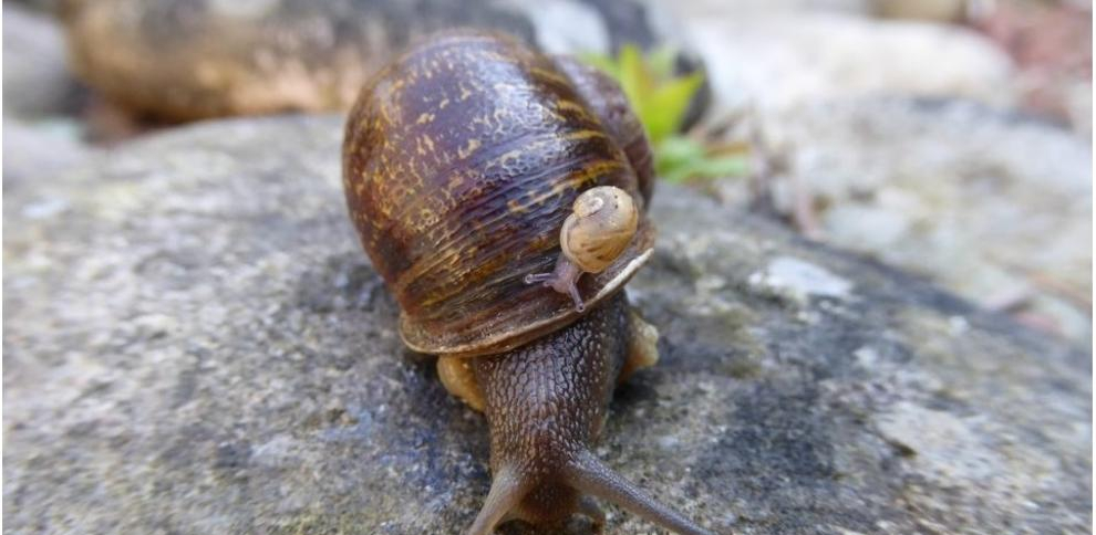 caracol