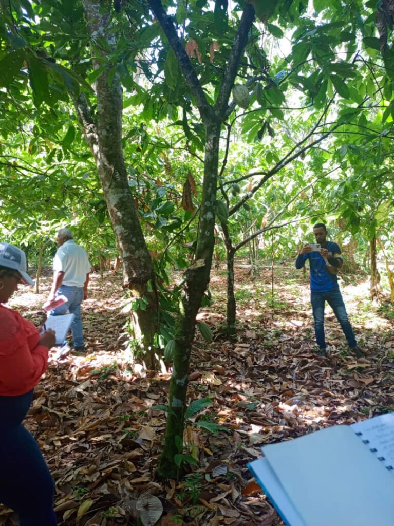 cacao

