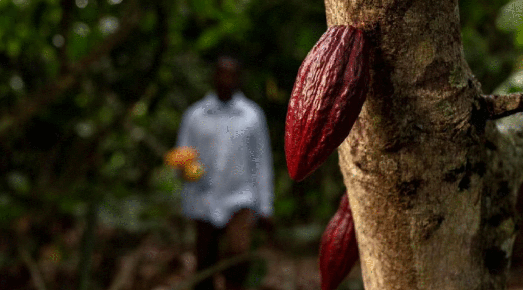 cacao