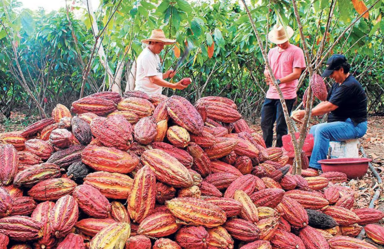Cacao