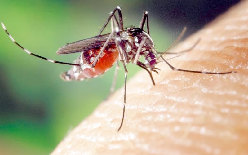 Dengue