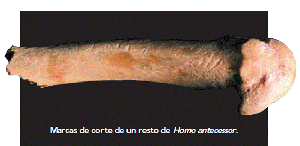 Homo antecessor