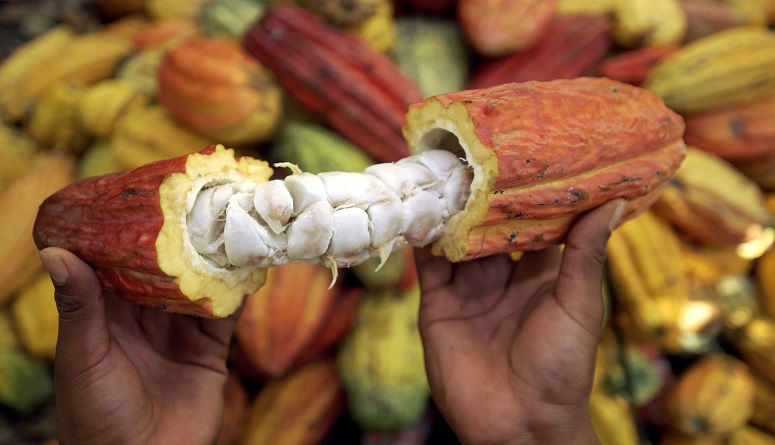 cacao