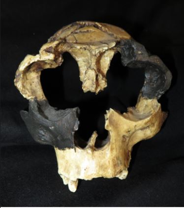 Homo antecessor