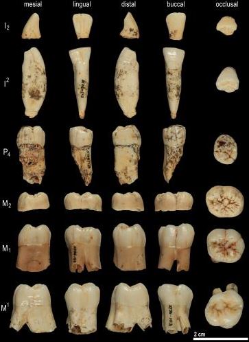 Homo antecessor