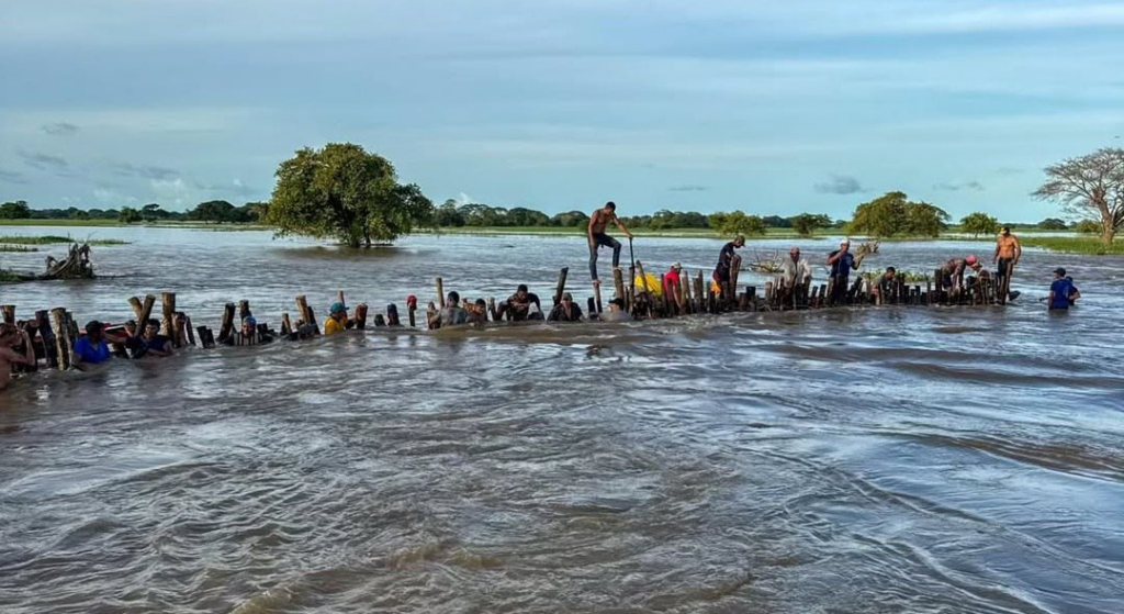 Renace la esperanza en los llanos venezolanos: Ciudad de Nutrias se seca y Barinas celebra la resiliencia comunitaria ante las inundaciones