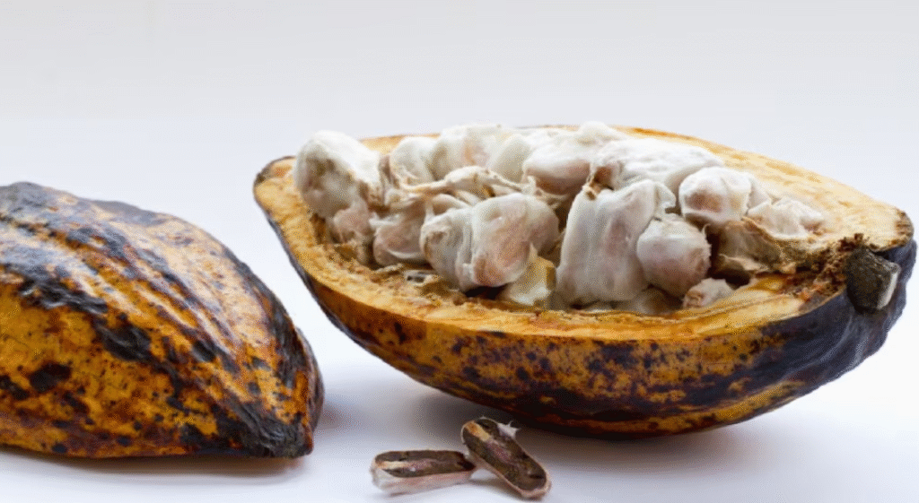cacao