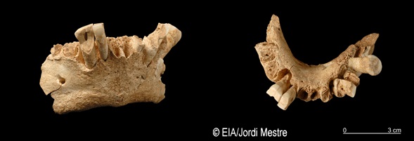 Homo antecessor