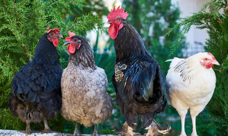 gallinas