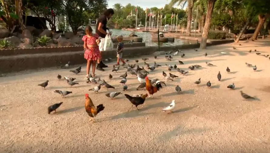 gallinas