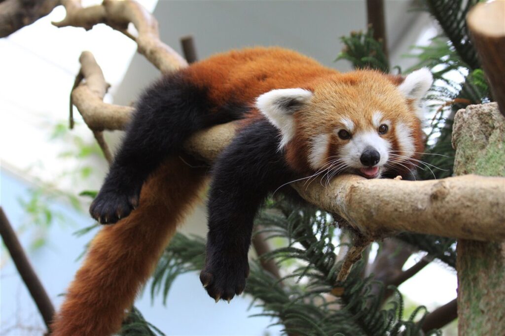 panda