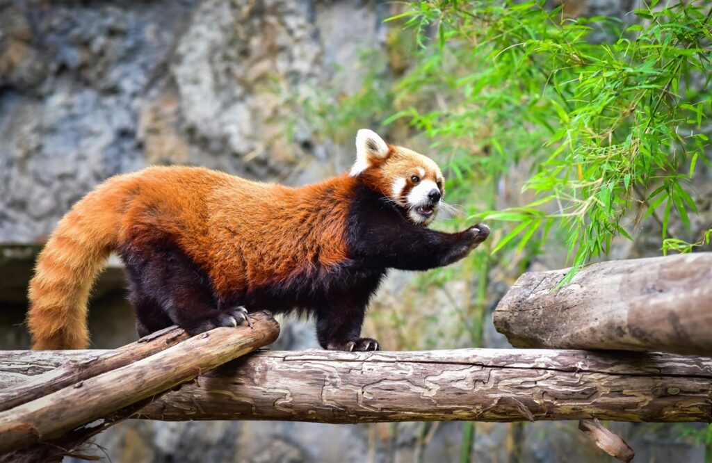 panda