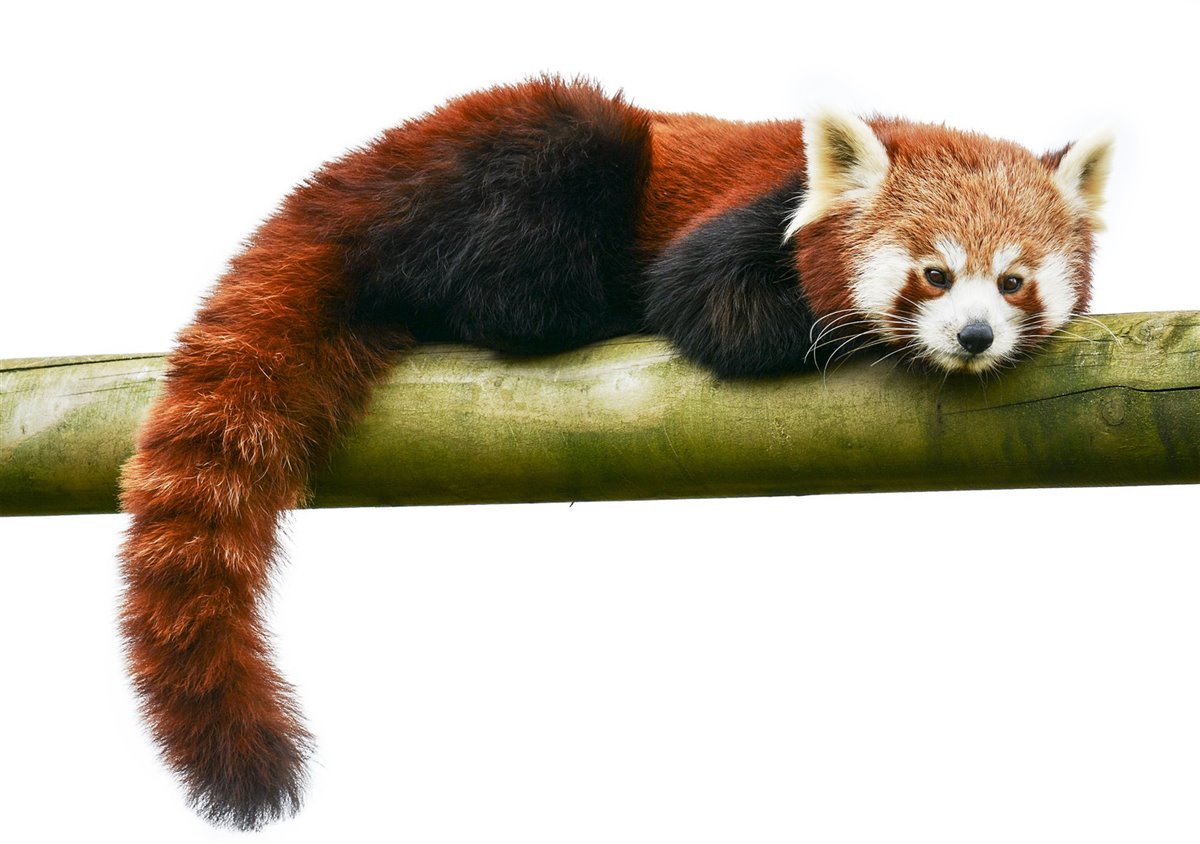 panda