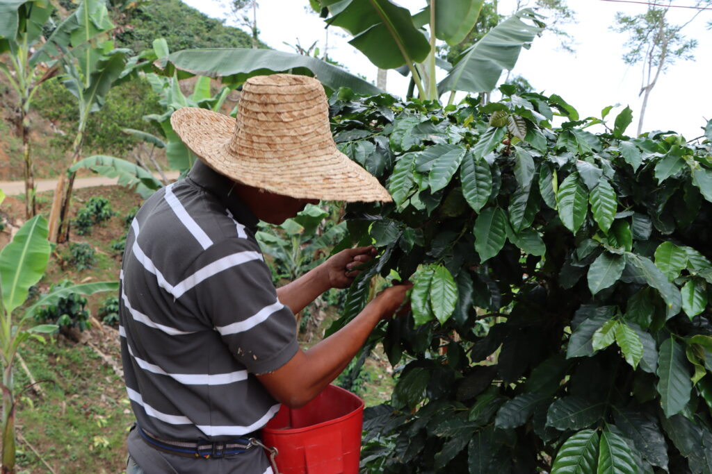 El café como motor de la economía venezolana: inicia cosecha en más de 230 mil hectáreas