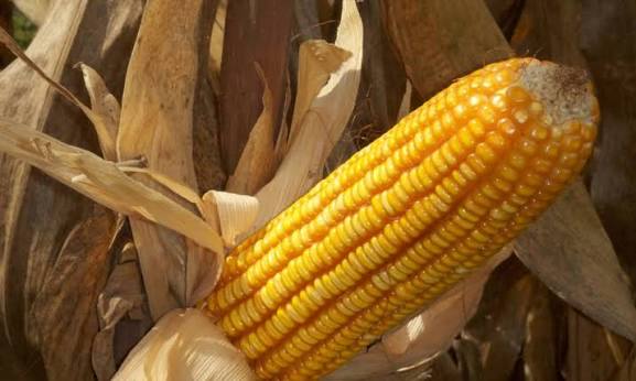 Guárico marca un récord histórico con 170 mil hectáreas de maíz sembradas