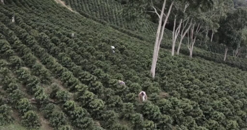 El café como motor de la economía venezolana: inicia cosecha en más de 230 mil hectáreas