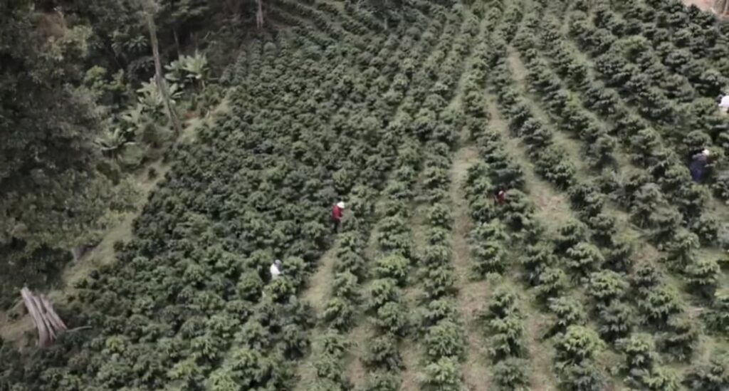 El café como motor de la economía venezolana: inicia cosecha en más de 230 mil hectáreas