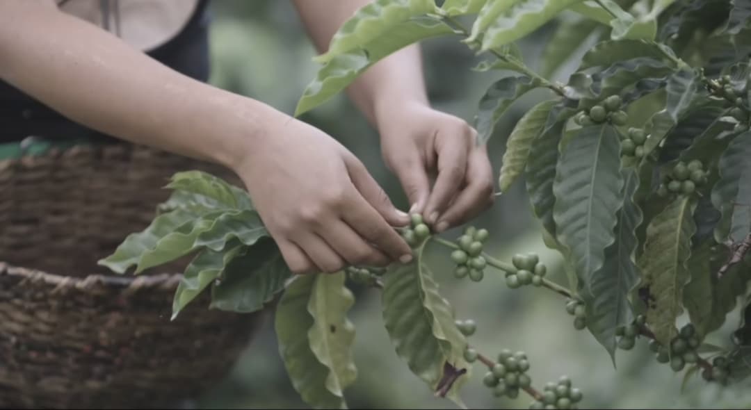 El café como motor de la economía venezolana: inicia cosecha en más de 230 mil hectáreas