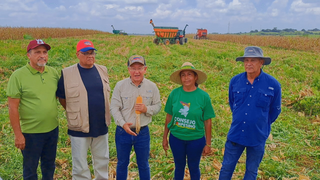 Guárico marca un récord histórico con 170 mil hectáreas de maíz sembradas