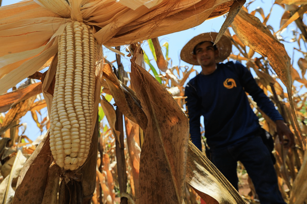 Guárico marca un récord histórico con 170 mil hectáreas de maíz sembradas