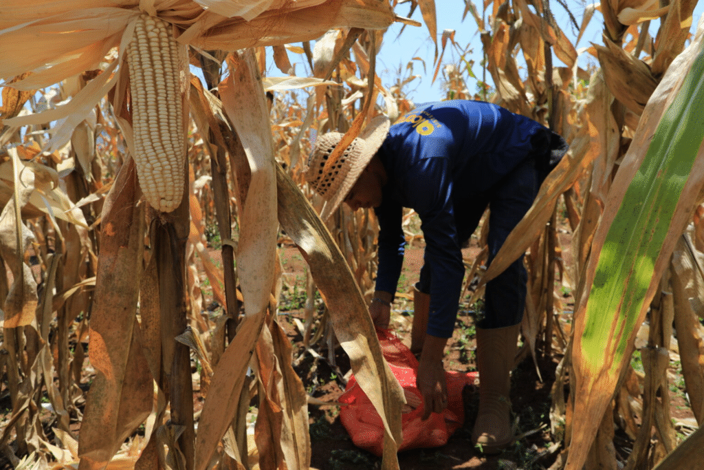 Guárico marca un récord histórico con 170 mil hectáreas de maíz sembradas