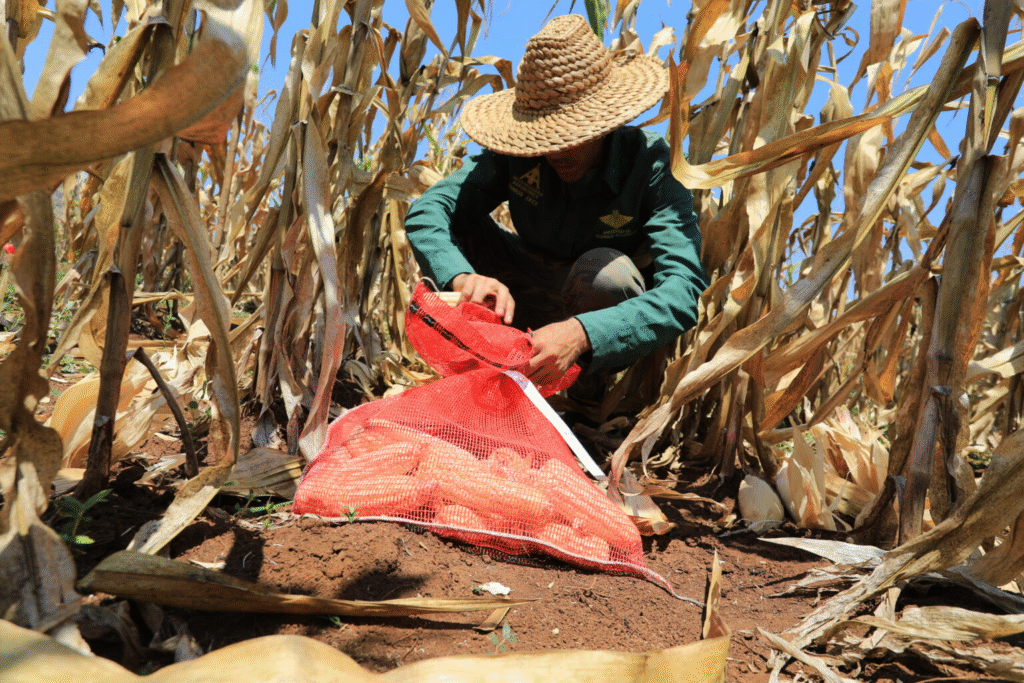 Guárico marca un récord histórico con 170 mil hectáreas de maíz sembradas