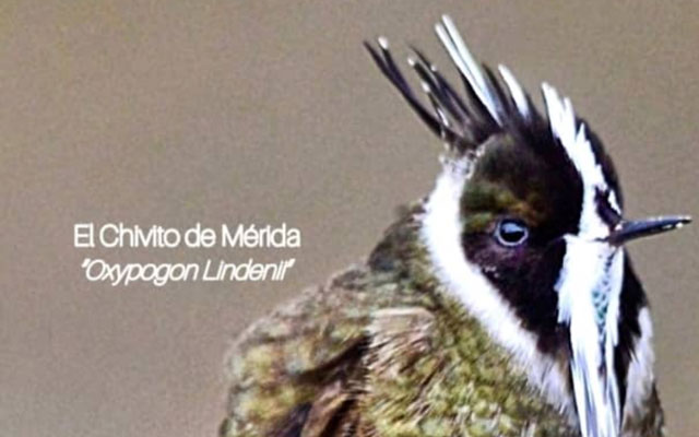 Mérida se posiciona en el mundo con el I Congreso Mundial de Aviturismo: Ecoturismo y conservación en foco global