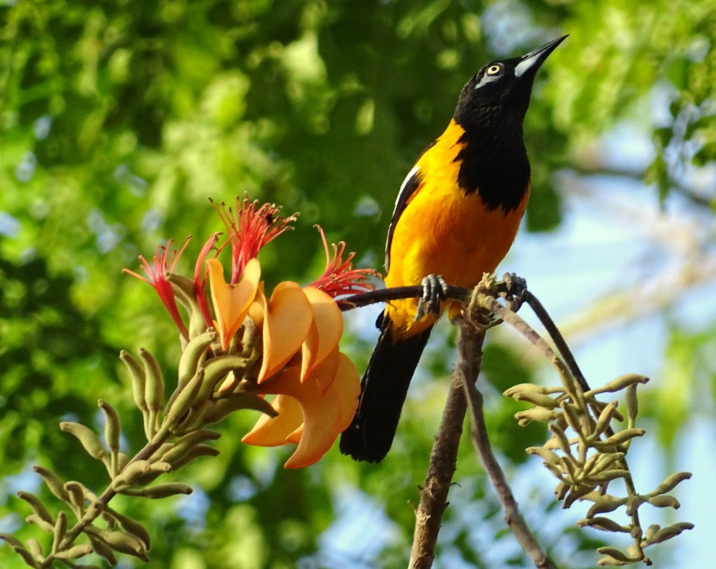 Mérida se posiciona en el mundo con el I Congreso Mundial de Aviturismo: Ecoturismo y conservación en foco global