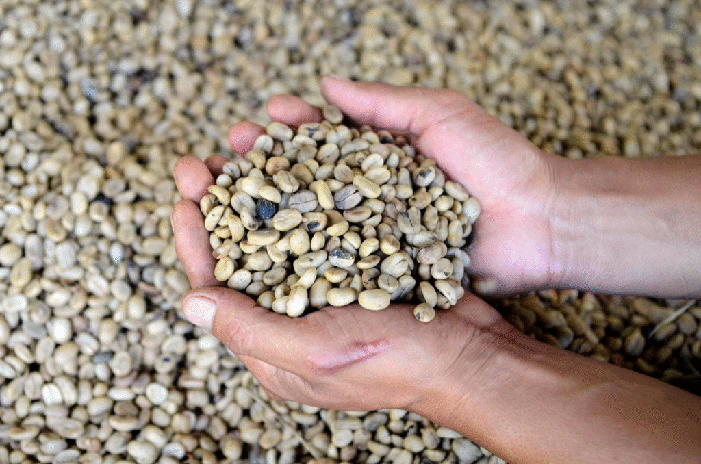 Lara exporta más de 2 mil quintales de café verde a Italia y EE.UU.
