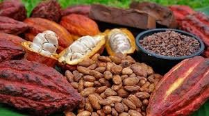 cacao