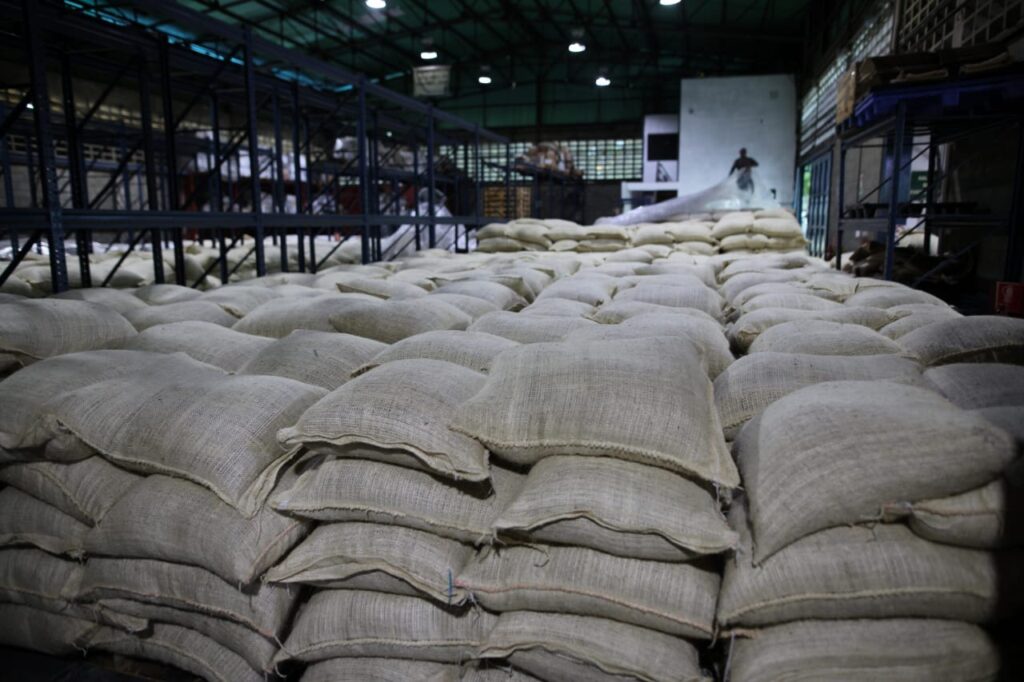 Venezuela exporta 200 toneladas de cacao a Rusia: cierre de año con logro agroindustrial