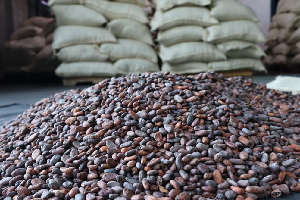 Venezuela exporta 200 toneladas de cacao a Rusia: cierre de año con logro agroindustrial