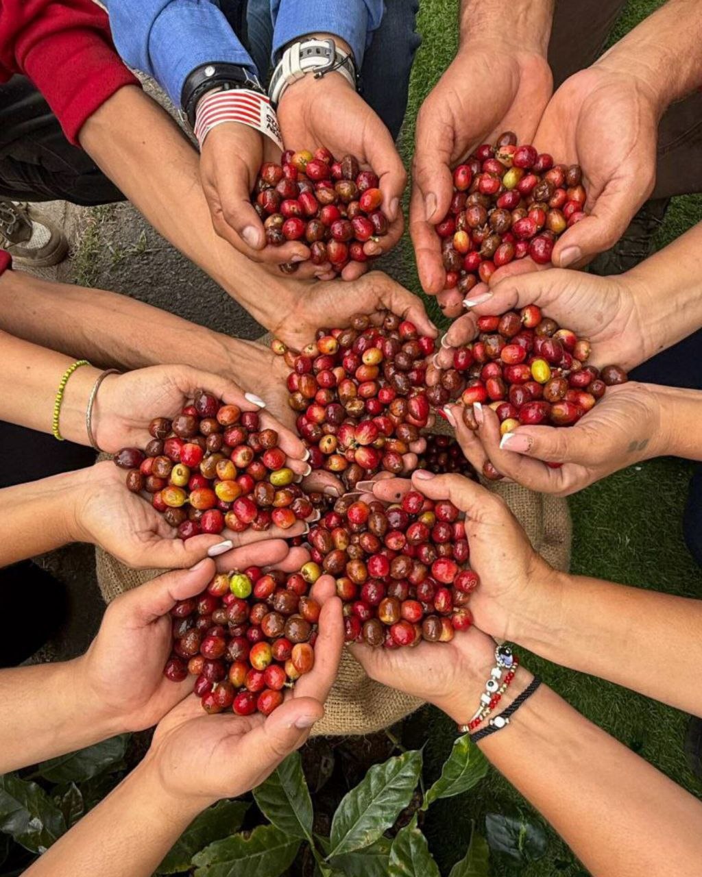 Café venezolano bate récord mundial: $5.500 el kilo en subasta internacional